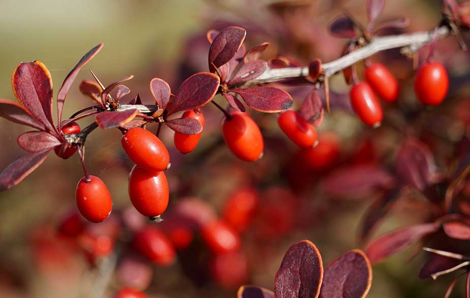 Regulating Blood Sugar with Barberry