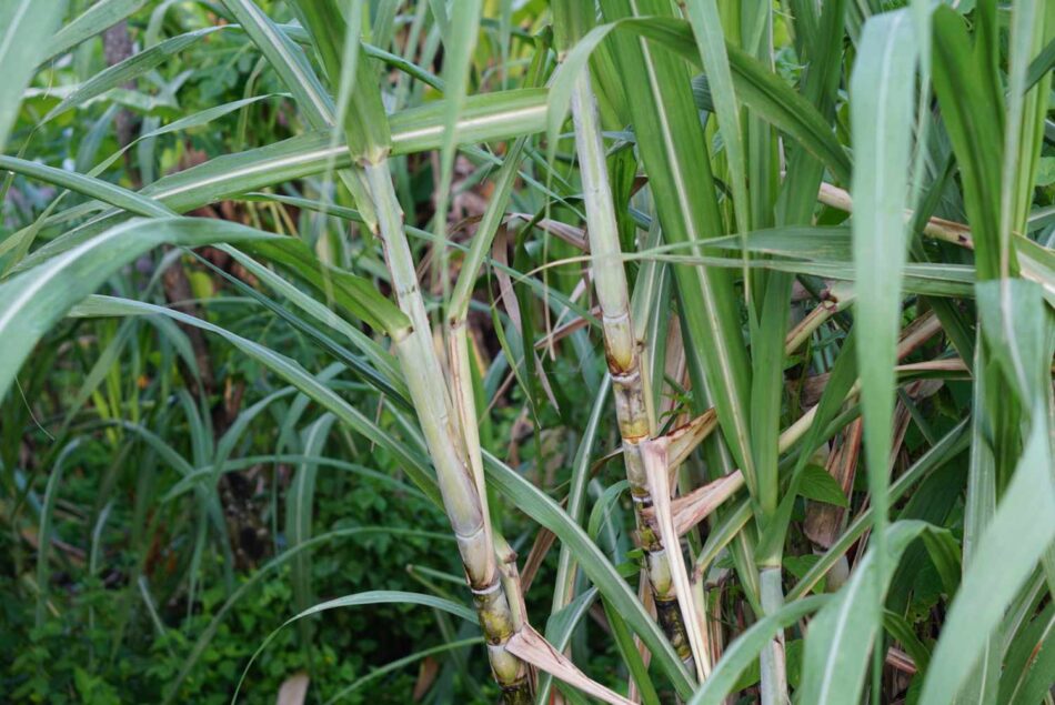 The Health Benefits of Sugarcane Leaves